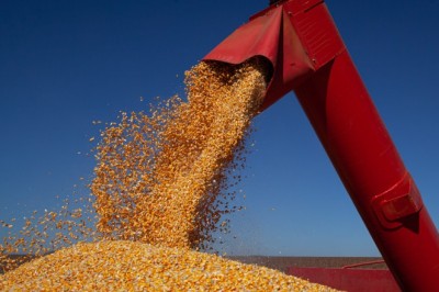 Milho, trigo e feijão impulsionam estimativas de bons resultados para a safra goiana