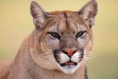 Parque Estadual Serra de Caldas Novas abre inscrições para caminhada noturna