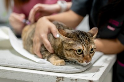 Senador Canedo ultrapassa 6 mil animais vacinados