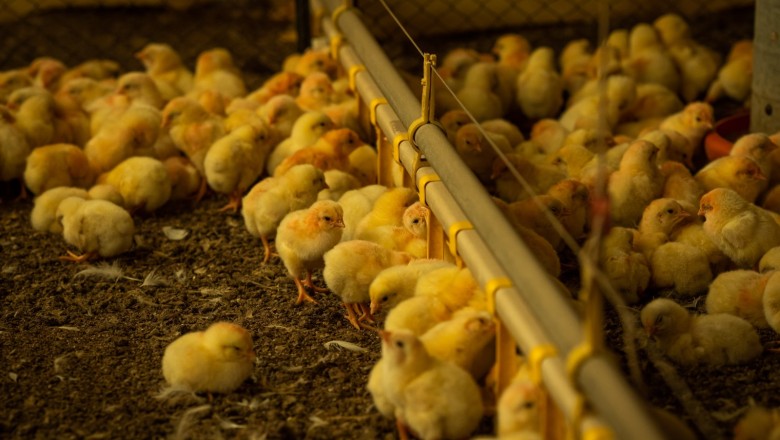 Agrodefesa reforça importância da prevenção contra gripe aviária no outono e inverno