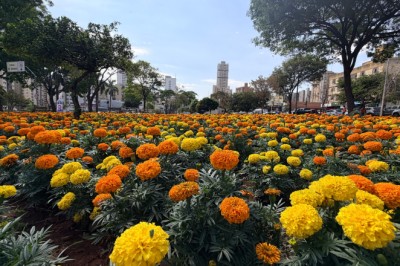Goiânia prepara compra de 2 milhões de mudas para ampliar áreas floridas pela cidade