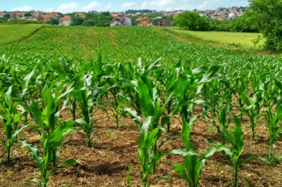 Goiás deve ter recorde no valor bruto da produção agropecuária em 2025