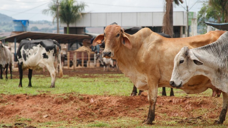 Goiás bate recorde no abate de bovinos em 2024