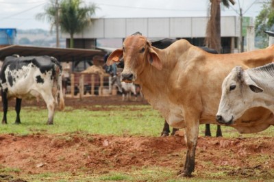 Goiás bate recorde no abate de bovinos em 2024