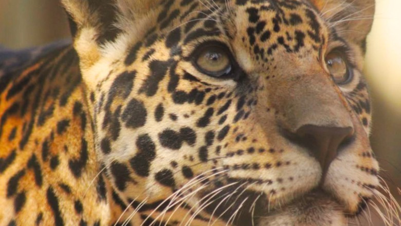 Onça-pintada nascida em cativeiro em Goiás será reintroduzida na natureza na Argentina