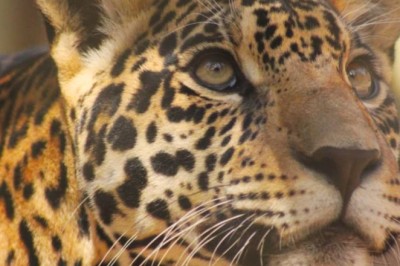 Onça-pintada nascida em cativeiro em Goiás será reintroduzida na natureza na Argentina