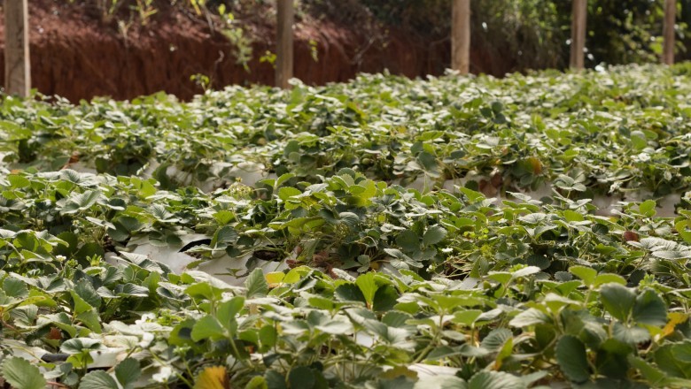 Planaltina de Goiás investe no cultivo de morangos