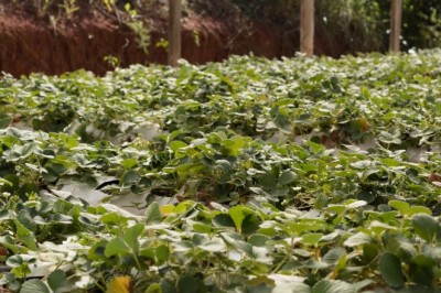 Planaltina de Goiás investe no cultivo de morangos
