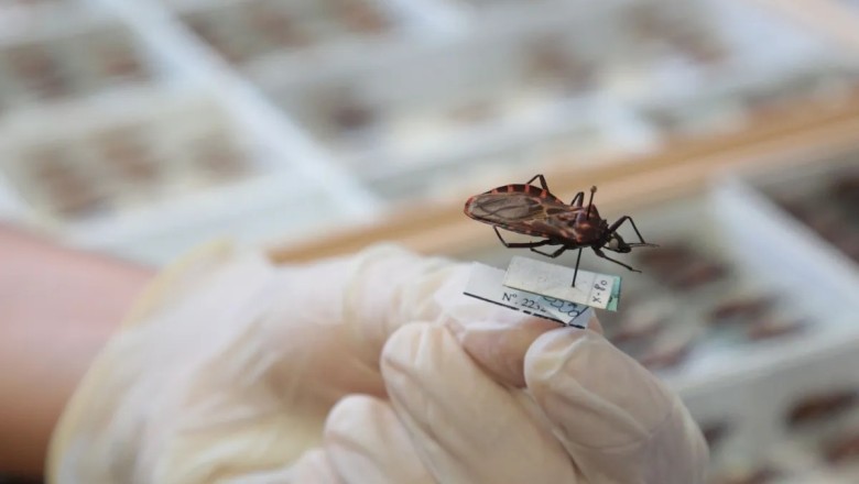 Chagas: avanços no controle e novos desafios
