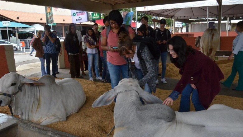 Pecuária de Goiânia espera movimentar R$ 100 milhões em 2025