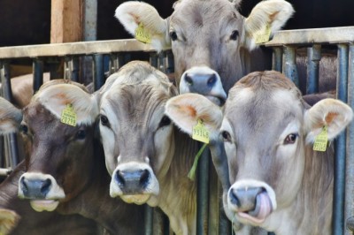 Brasil é reconhecido como país livre de febre aftosa sem vacinação
