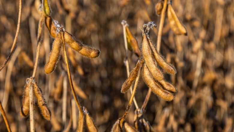 Goiás alerta para início do vazio sanitário da soja