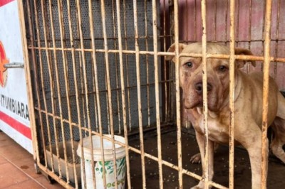 Criança morre após ser atacada por cachorro em Itumbiara