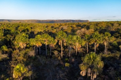Goiás remunera produtores rurais que preservam o cerrado