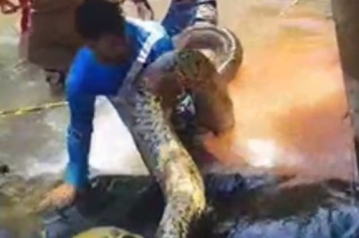 Sucuri de cinco metros é resgatada em balneário de Rio Quente