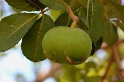 Emater Goiás abre cadastro para comercialização de hastes de pequi para enxertia