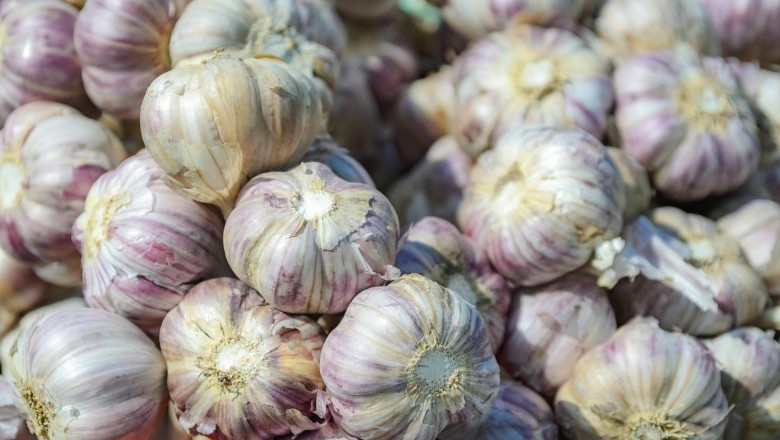 Valor da produção de alho em Goiás cresce 210% na última década