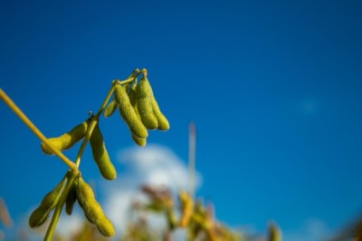 Prazo para semeadura da soja em Goiás termina em 2 de janeiro