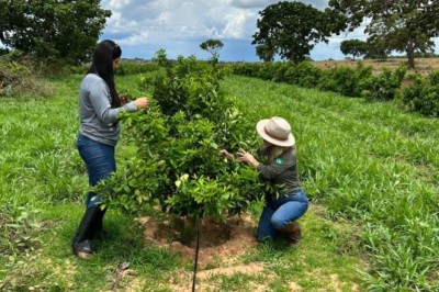 Levantamento atesta ausência de novos focos de cancro cítrico