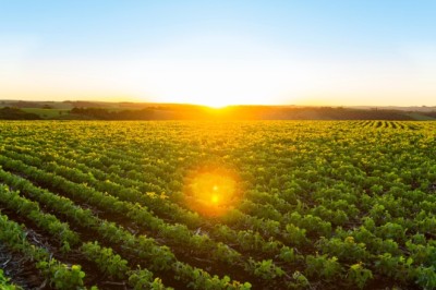 Governo do Tocantins alerta produtores de soja sobre prazo para cadastro de áreas cultivadas