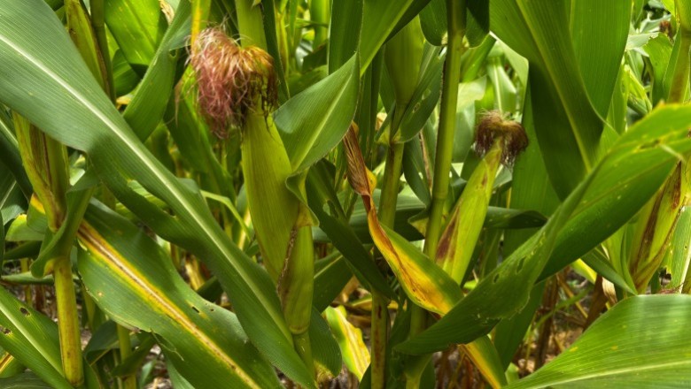 Goiás caminha para a segunda maior safra de grãos da história