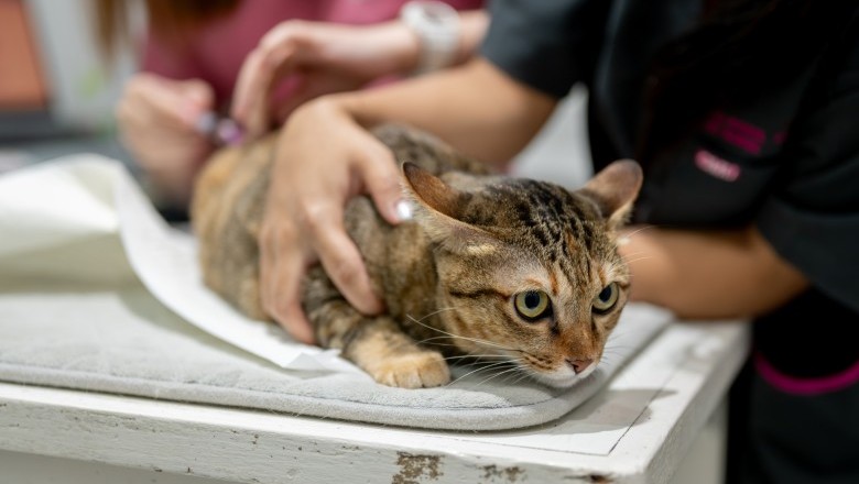 Senador Canedo ultrapassa 6 mil animais vacinados