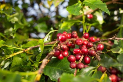 Produção de café em Goiás deve alcançar R$ 827,9 milhões em 2026