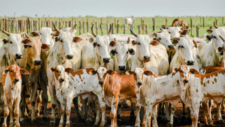 Adapec realiza primeiro curso técnico sobre rastreabilidade bovina no Tocantins