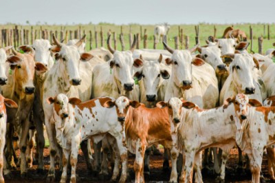 Adapec realiza primeiro curso técnico sobre rastreabilidade bovina no Tocantins