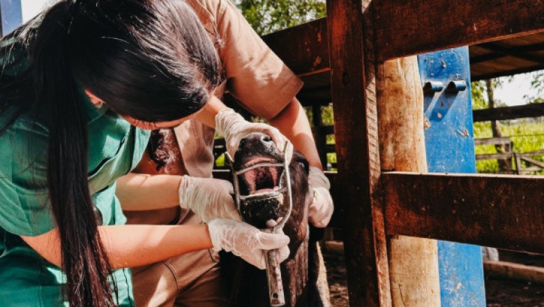 Com vigilância ativa contra febre aftosa em bovinos, Governo do Tocantins assegura sanidade e mercados para a carne tocantinense