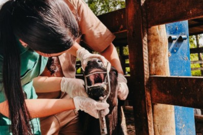 Com vigilância ativa contra febre aftosa em bovinos, Governo do Tocantins assegura sanidade e mercados para a carne tocantinense