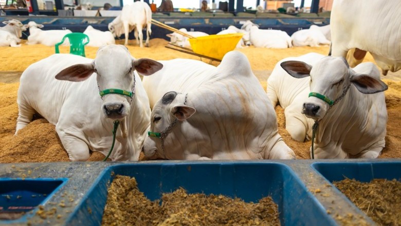 Goiás exige exames para GTA de animais reprodutores