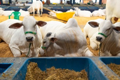 Goiás exige exames para GTA de animais reprodutores