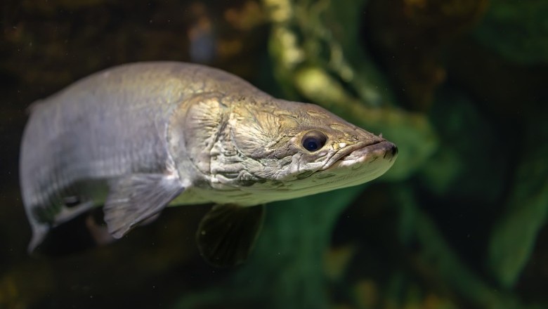 Regras para pesca do pirarucu mudam em Goiás