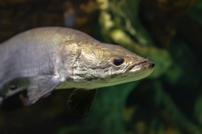 Regras para pesca do pirarucu mudam em Goiás