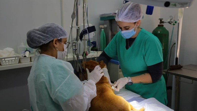 Aparecida realiza mutirão de castração no dia 11