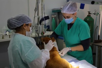 Aparecida realiza mutirão de castração no dia 11
