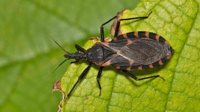 Doença de Chagas ainda ameaça saúde cardiovascular