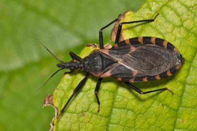 Doença de Chagas ainda ameaça saúde cardiovascular