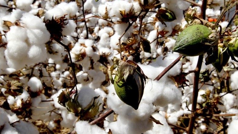 Período de semeadura do algodão chega ao fim em 97 municípios