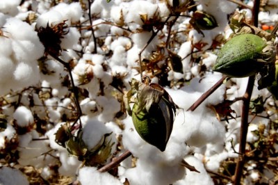 Período de semeadura do algodão chega ao fim em 97 municípios