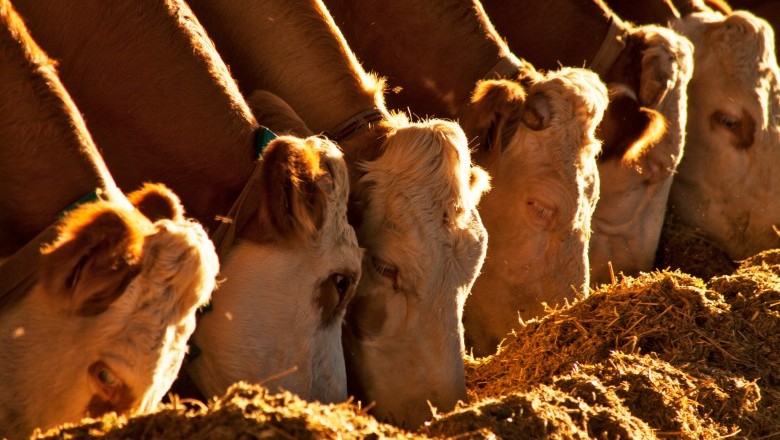 Declaração de rebanho em Goiás começa em 1º de maio