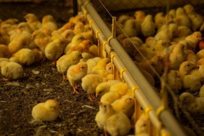 Outono e inverno acendem alerta para gripe aviária em Goiás; Agrodefesa orienta medidas imediatas