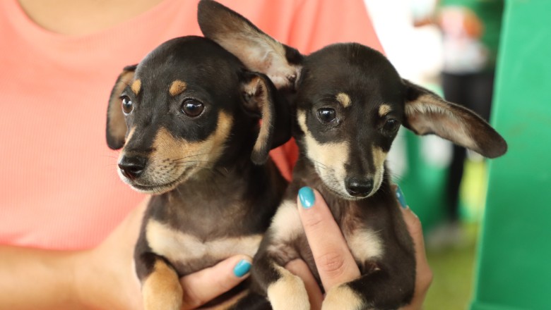 Feira em Senador Canedo terá adoção de cães e gatos e orientação veterinária; confira datas e horários