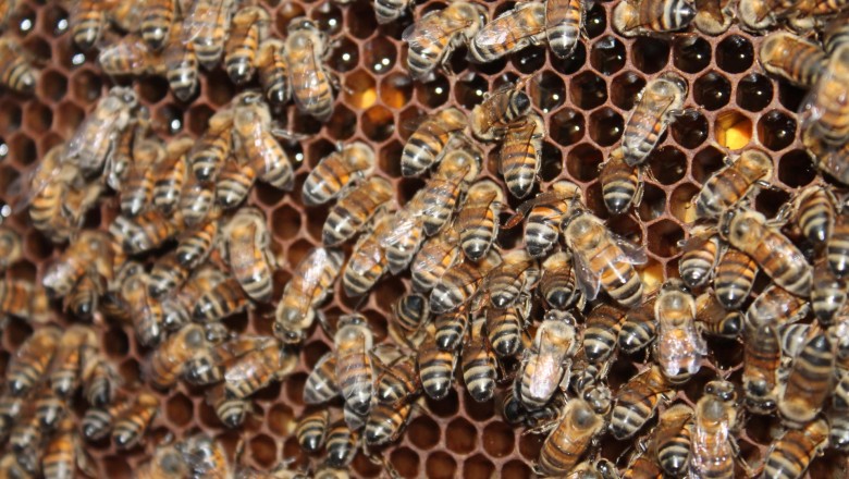 Goiás lança guia gratuito com 9 práticas para proteger abelhas e manter a produtividade no campo