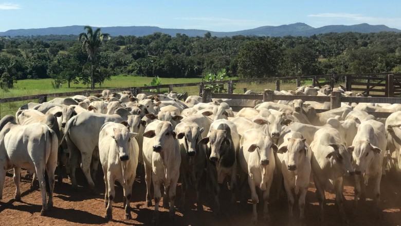 Alerta no campo: Agrodefesa reforça vigilância permanente e prioriza vacinação contra brucelose em Goiás