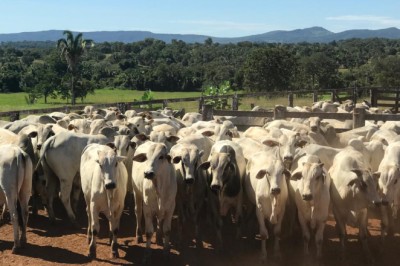 Alerta no campo: Agrodefesa reforça vigilância permanente e prioriza vacinação contra brucelose em Goiás