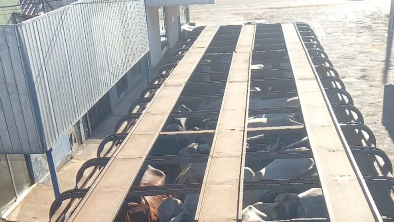 Polícia recupera gado após golpe do falso intermediário em Goiás
