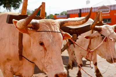 Reconhecimento facial e R$ 100 milhões em negócios: 79ª Pecuária de Goiás abre com foco em segurança e inovação