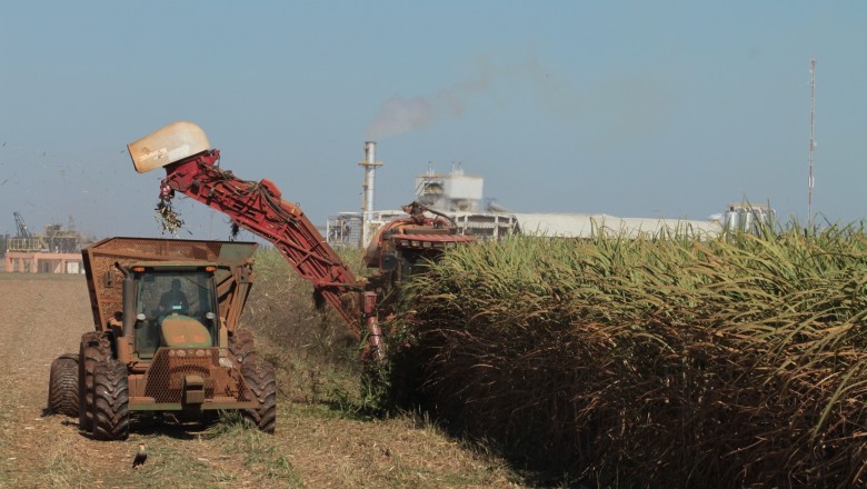 Goiás assume 2º lugar na cana e bate recorde: 80,1 mi t; entenda o salto